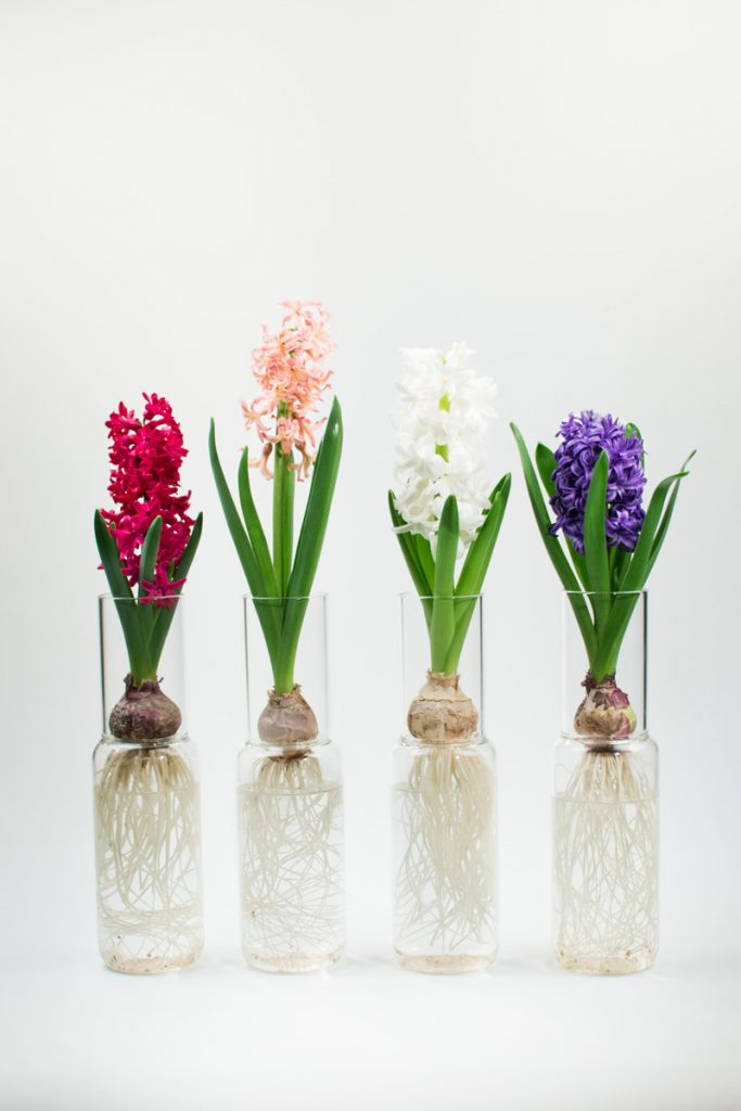 Glaslabor Delicate Glass Vases to Grow your Spring Bulbs Inattendu