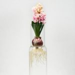 Glaslabor – Delicate Glass Vases to Grow your Spring Bulbs